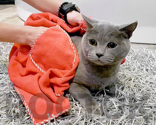 Полотенце для кота